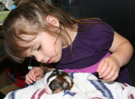 Granddaughter Kylie with Newborn Papillon