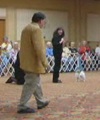 D. Selecting Best in Sweepstakes PCA National Show 07