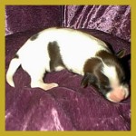 A newborn Forevr Puppy